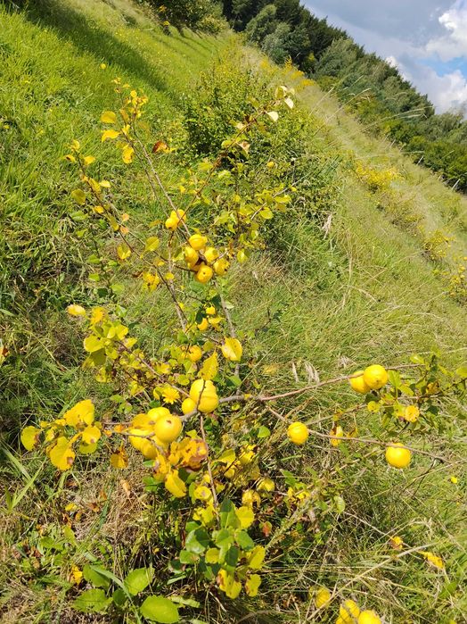 Jabłka kosztele, jarzębina, aronia