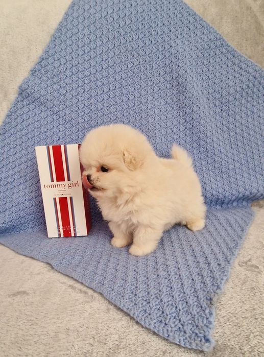 Pomapoo,  malutki piesek