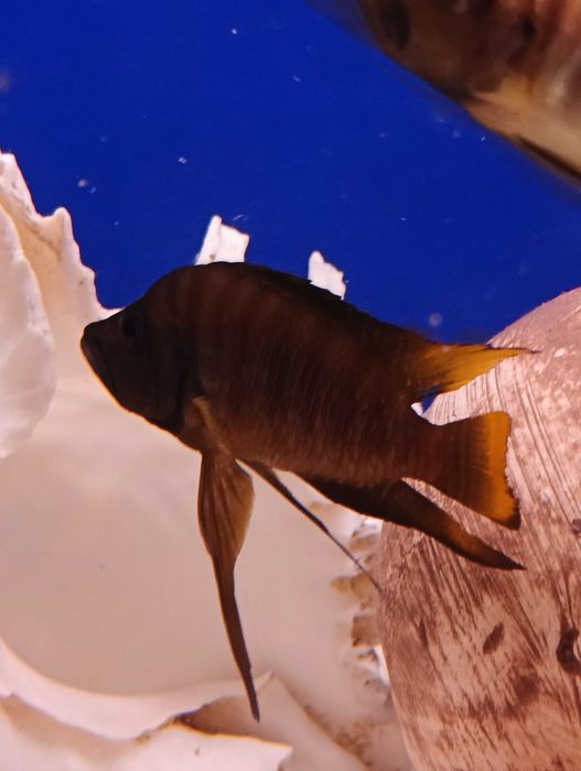 Rybki dorosłe Altolamprologus Com. Fire Fin
