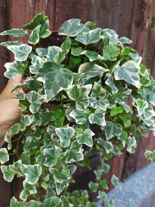 Бегонія коралова, папороть, плющ, хоя блонді, крімсон