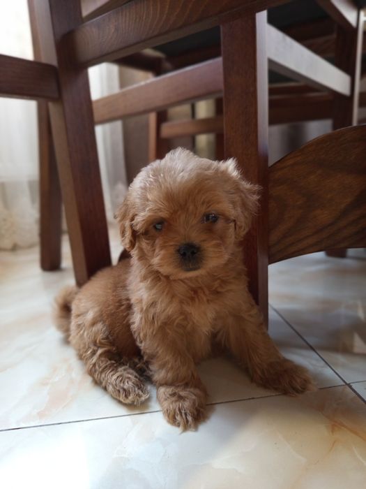 Мальтіпу хлопчик