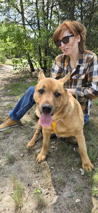 Super pies Spejson czeka w schronisku na domek