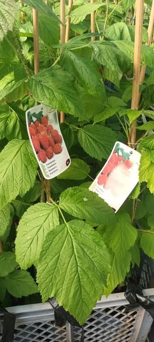 Framboesa e Maracujá