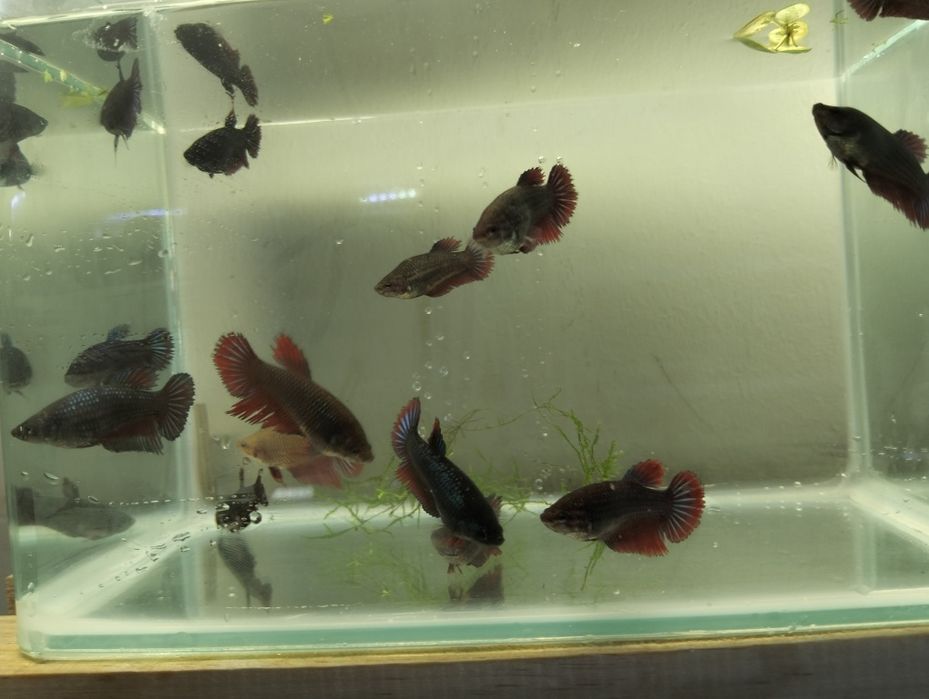 Bettas fêmeas várias cores e padrões