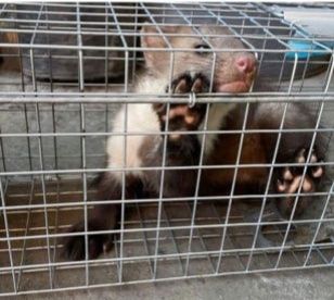 Живоловка 82×21×20 см. Гуманная ловушка для куниц, ласок, крыс, мышей