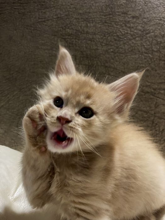 Котики породи мейн кун