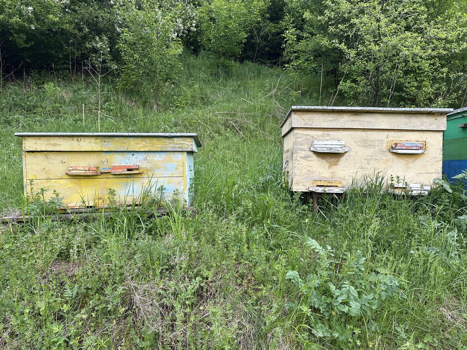 Вулики Дадан та лежак з рамками