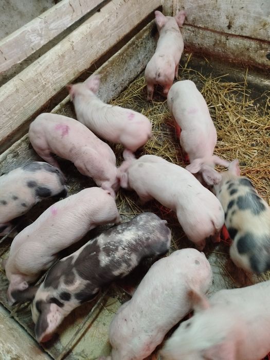 Продаються поросятка
