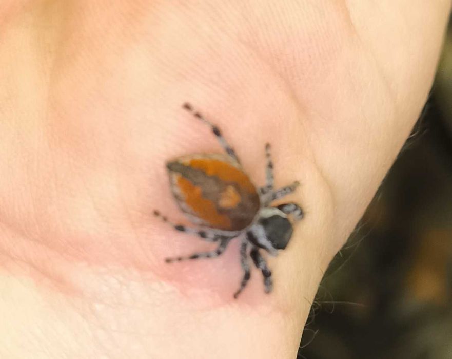 Nowość!! Skakun Phidippus tyrrelli samiczka nie hyllus, regius