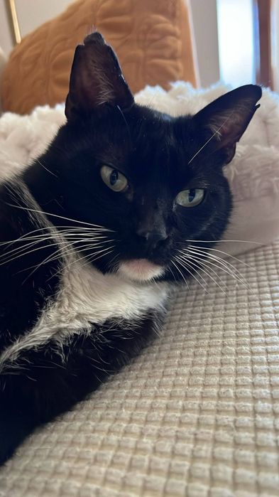Gatinho com 1 ano e meio para adopção responsável
