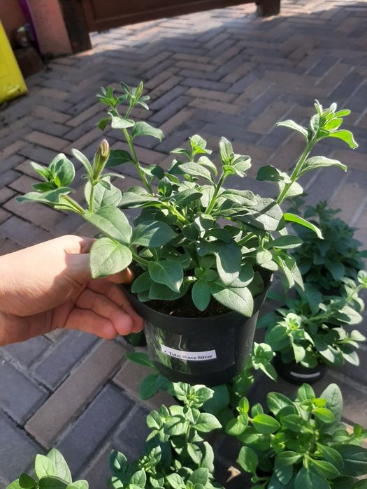 Петунія Тайдал Tidal