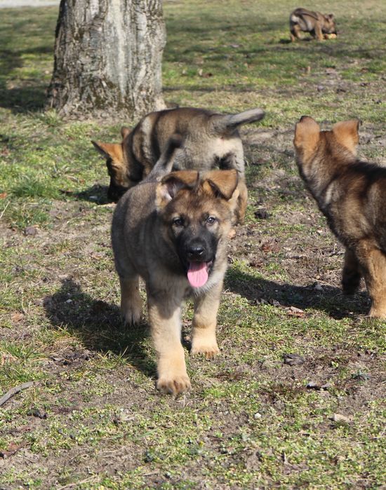 Owczarek niemiecki linia użytkowa