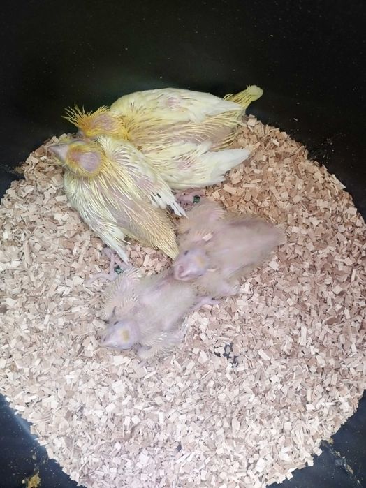 Caturras para criar a mão