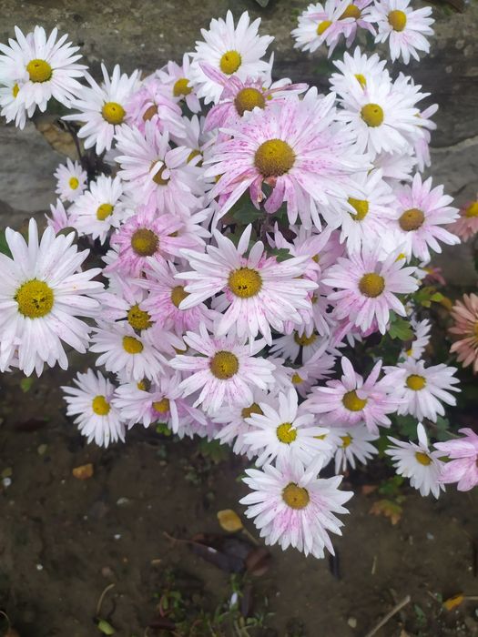 Хризантеми, клематіси