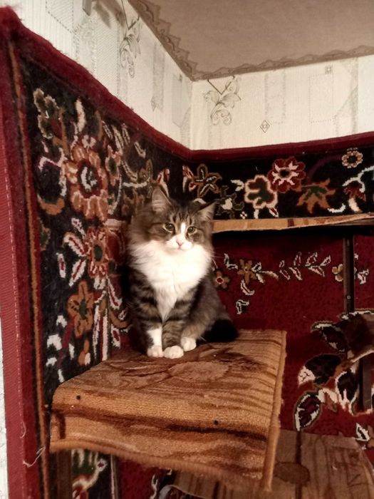 Котики шукають сім'ю!