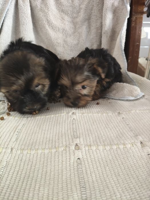 Yorkshire Terrier