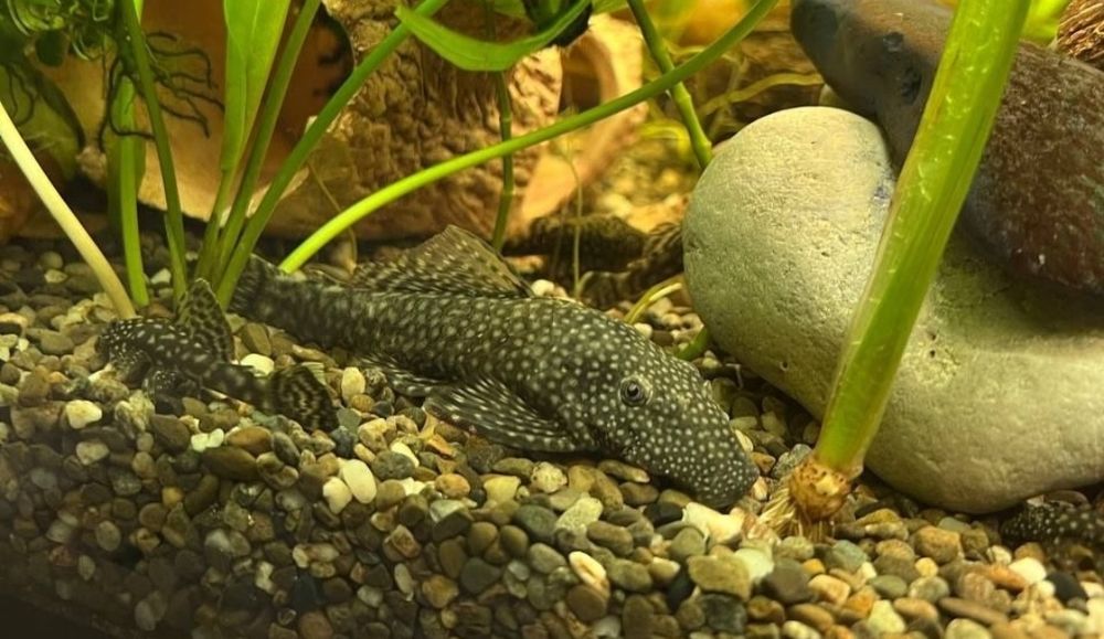 Анциструс сомик акваріумний