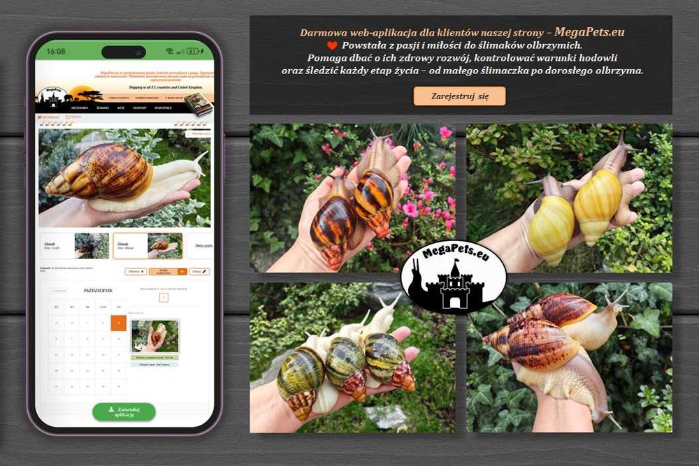 Zestaw 5 + 1 GRATIS! Achatina Lissachatina Archachatina Suplementy