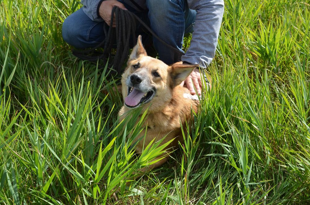 Irys wrażliwiec, który nie potrafi się zareklamować, cudowny - do  adopcji.