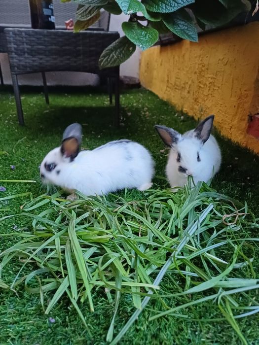 Coelhos anões - flhos de mãe holland lop (orelhas caídas)e pai juba de leão