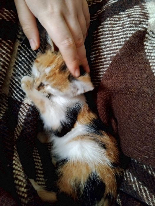 Ця маленька кішечка шукає родину