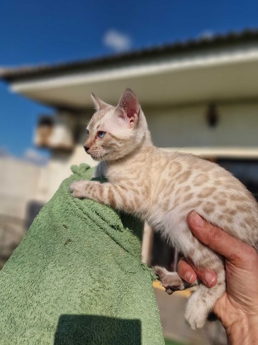 Snow gathina de bengala (fêmea)