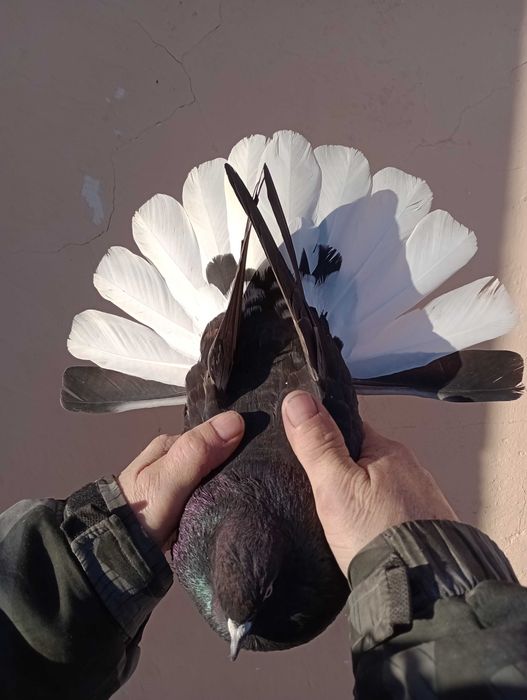 Sprzedam gołębie szaryki