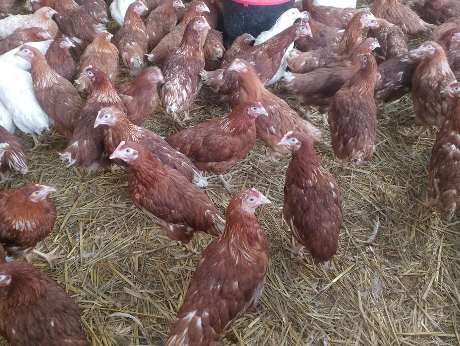 Kury nioski i inny drób