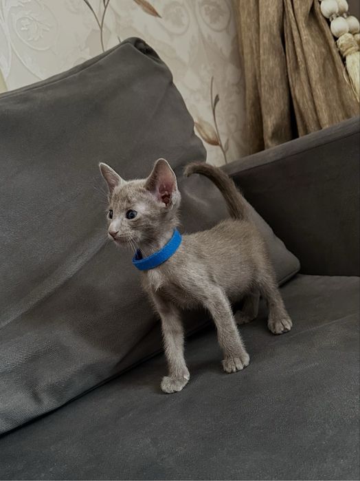 Ориентальный лиловый мальчик