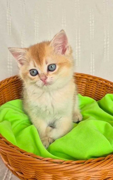 Шотландские котята (ЗОЛОТАЯ ШИНШИЛЛА)
