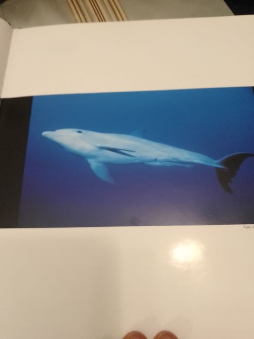 A%C3%A7ores+Peservar-1+edicao15E-Baleias+e+Golfinhos-Sequeira%2FFa.8E+Desde2E64176735992066122