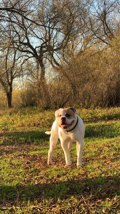Американський Бульдог