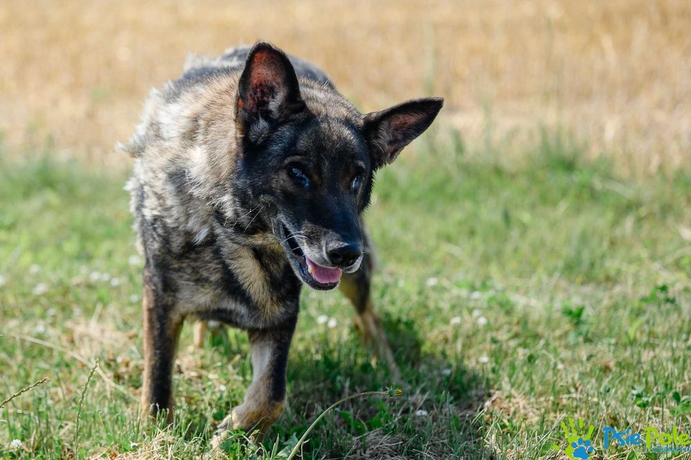 Kleosia - kochana suczka w typie owczarka niemieckiego SCHRONISKO