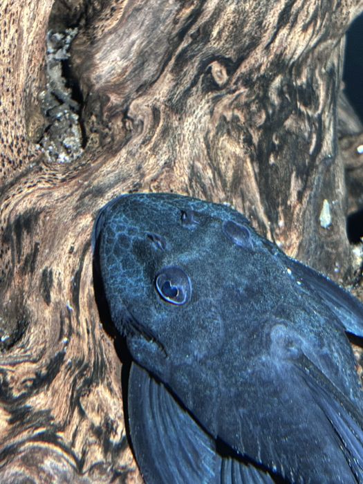 L239 blue panaque SELVAGEM