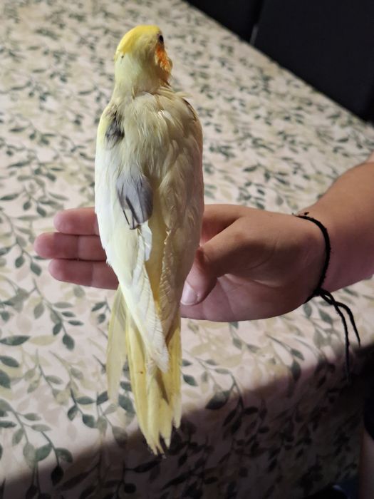 Caturra domesticada