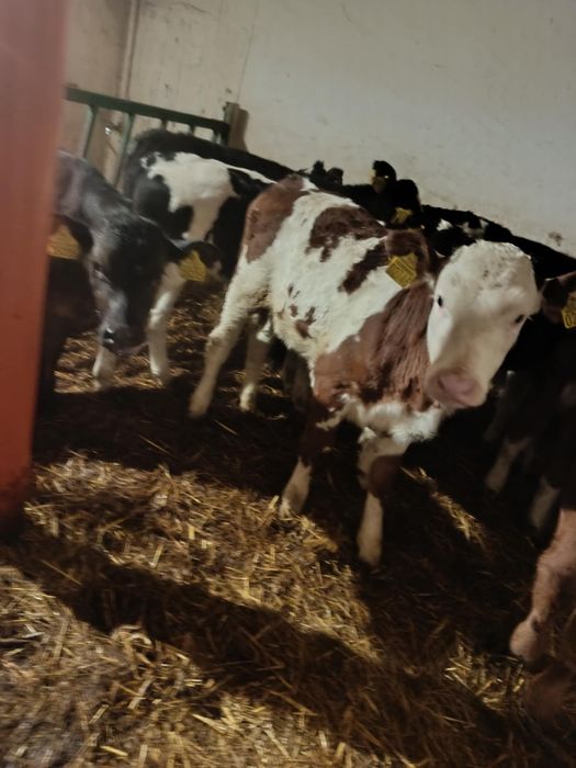 Sprzedam 13 szt  jałówek i byczka