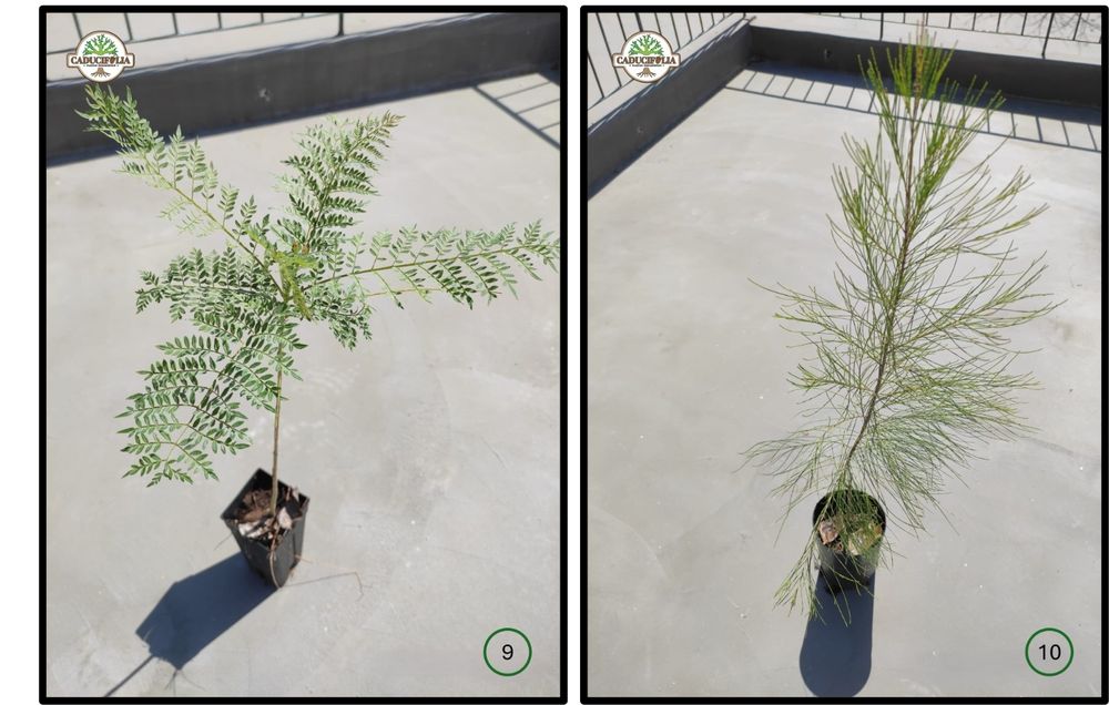 Árvores & Plantas Ornamentais