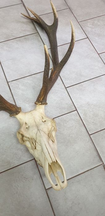 Wielkie trofeum jelenia poroże z czaszką, dwunastak