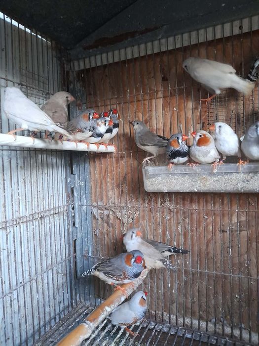 Mandarins gigantes