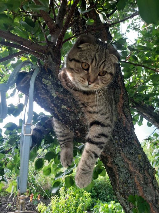 Шотландський котик! ВЯЗКА!!!