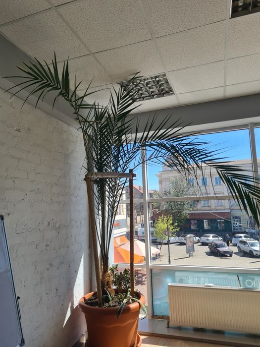 Фінікова пальма 40 років 3.5м