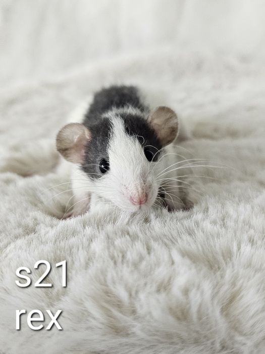 Szczur szczurki szczury