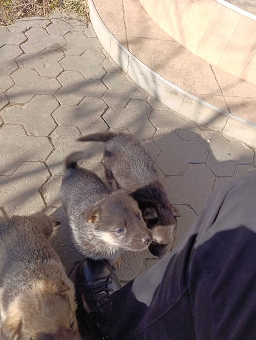 Віддам щенят в хороші руки.