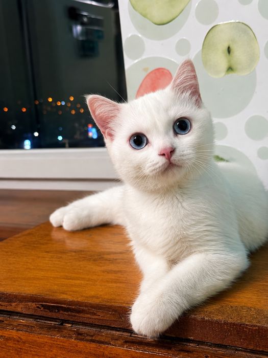 Котёнок мальчик голубые глаза