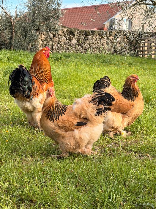 Ovos para Incubação – Galinhas Brahma Buff