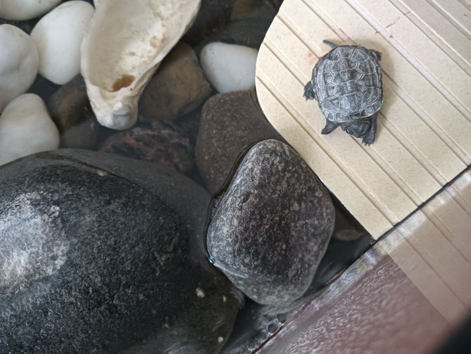 Tartaruga bebé aquática