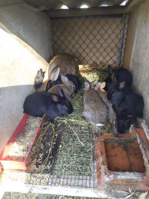 Полтавське Срібло Продам Молодняк Кролів Полтавське Срібло