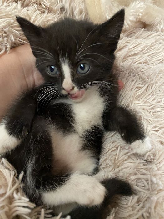 Подарую кицю