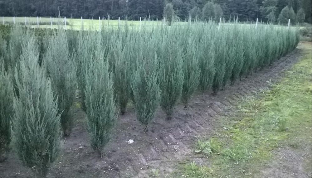 Jałowiec Tuja Blue Arrow 200 cm