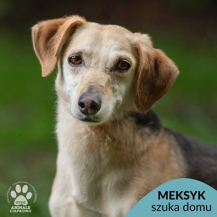 Nieśmiały Meksyk szuka spokojnego domu! OTOZ Animals Ciapkowo